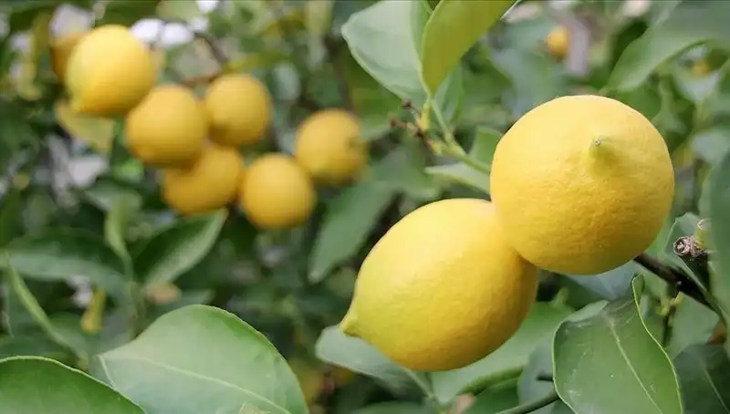Limon Fiyatları Uçtu: Sokakta 24 Lira ile Sattılar!