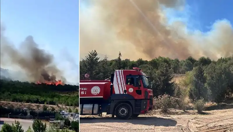 Gebze’de Yakıcı Orman Yangını: Yangının Nedeni ve Etkileri