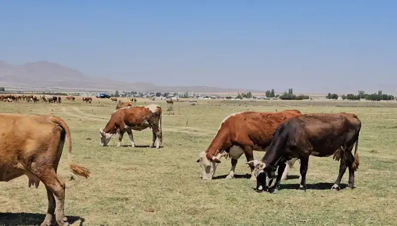 Arin Gölü Kurudu: Türkiye'nin Su Kıtlığı Sınırı Aşmak Üzere