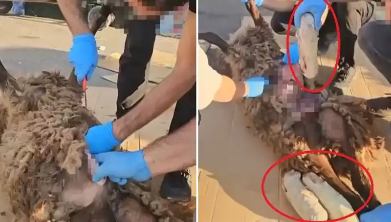 Zehir Tacirlerinin Ürkütücü Oyunu: Ölü Koyunun Karnından Çıkanlar!