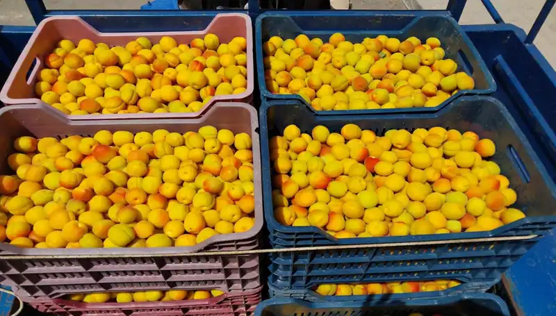 İlk Hasat Coşkusu: Yerli Ürün 500 TL’den Alıcı Buldu