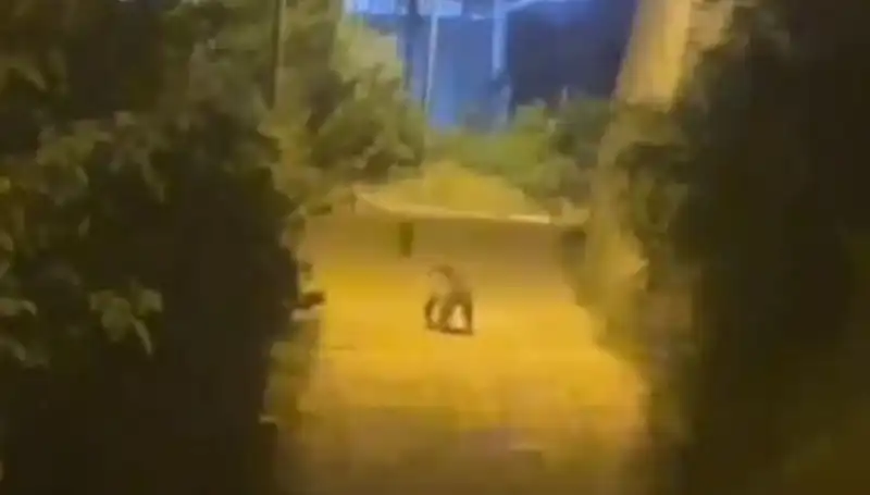 Gümüşhane Şehir Merkezinde Gizemli Ayı Görüntüleri Endişe Yarattı