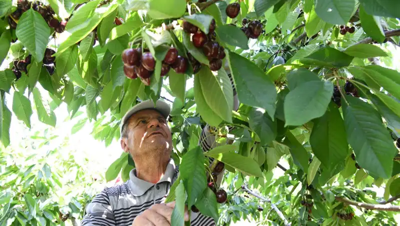 Lapseki Devrim: Çay Bardağına Sığmayan Devasa Çilek