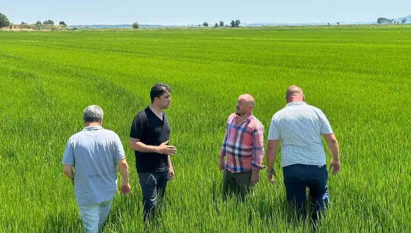 Yeşil Deniz Gibi Çeltik Tarlaları: Rekor Hasat Heyecanı Başladı