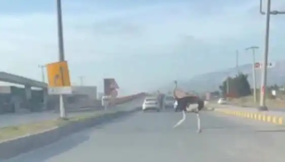 Hatay'da Yolda Deve Kuşu Görülmesi: Şaşkın Sürücüler Ne Yaptı?