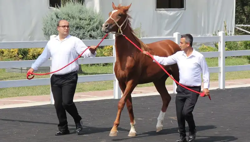 Türkiye'nin Efsane Taşkın Kralı: Rekor Üstüne Rekor Kırıyor