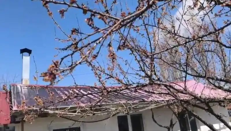 Dondurucu Soğuklar Kayısı Üreticilerini Zor Durumda Bıraktı