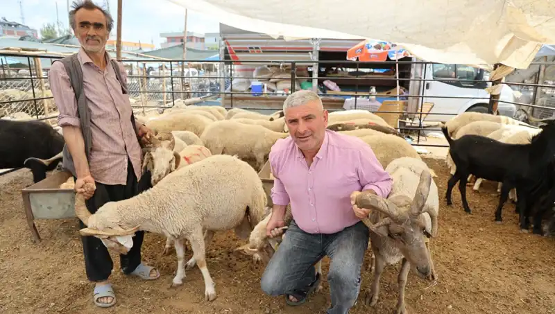 4 Boynuzlu Koçlar Kurban Pazarında İlgi Odağı Oluyor
