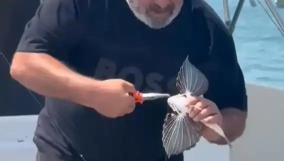 Saros'ta Nadir Görülen Kırlangıç Balığı Heyecanı!