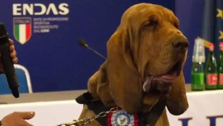 Arama Köpeğine Suikast: Çivili Sosisle Gerçekleşen Saldırı Şok Etti