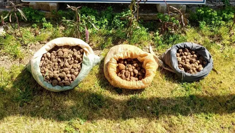 10 Kilo Salep Toplayan İki Kişi Ormanda Yakalandı