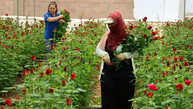 Anneler Günü İçin Gül Üreticileri Kolları Sıvadı: Serada 5 TL, İnternette 100 TL
