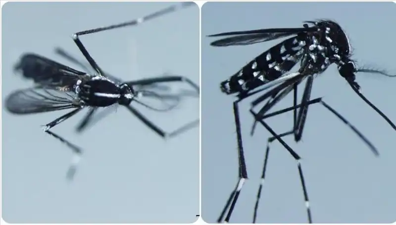 Chikungunya Virüsü Hakkında Bilmeniz Gerekenler: Belirtiler ve Etkili Önlemler