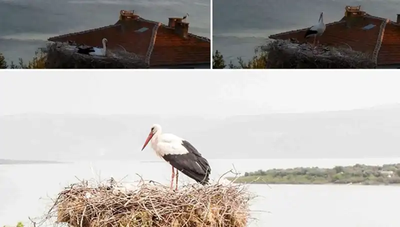 Leylek Yaren'in Depremi Önceden Hissetmesi: Doğa Sürprizleri