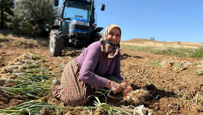 Tüketicinin Gözdesi: Selenyum Zengini Ürün Tarlada Bin 200 Lira!
