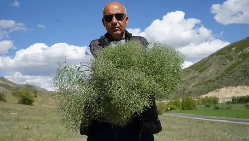 Doğanın Protein Deposuna Ulaşmak İçin 15 Kilometre Yürüyorlar