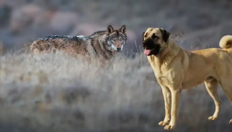 Kangal Köpeğine Olan Talep, Artan Kurt Popülasyonuyla Birlikte Patladı